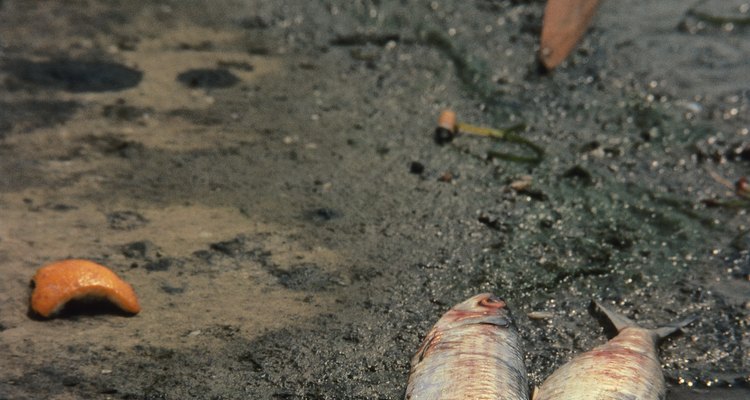 La contaminación de las aguas que finalmente drenan hacia o se conectan con los océanos destruye la vida.