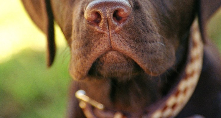 Procure um veterinário e siga as instruções para cuidar de seu cão em casa