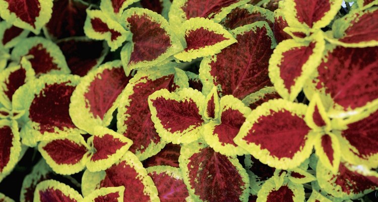 Muchas cretonas tienen hojas de color rojo en el centro y bordes verdes.