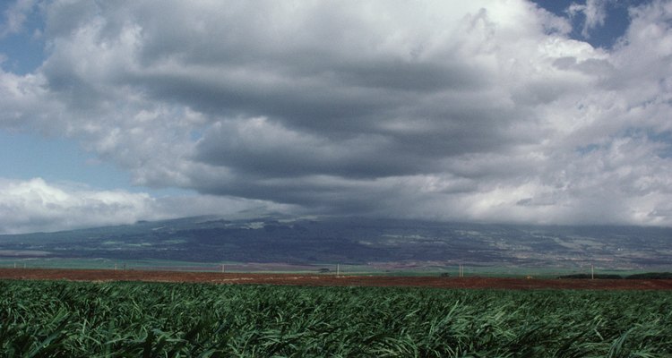 La caña de azúcar tiene muchos usos.