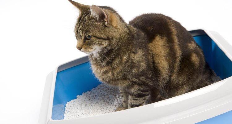 Você pode evitar que seu gato espalhe areia pela casa após usar sua caixa