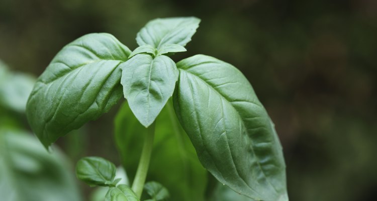 Las plantas de albahaca sanas tienen hojas enteras y resistentes.