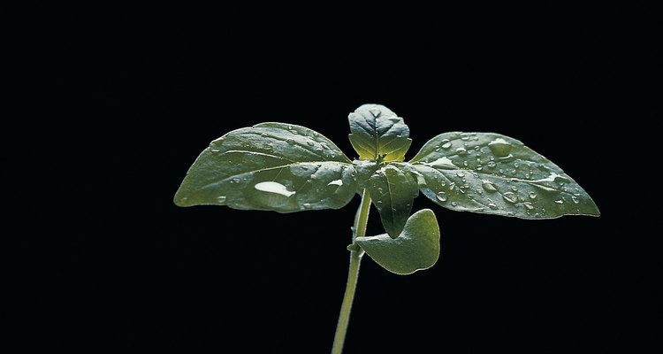 Las dos primeras hojas de una planta de calabaza pueden aparecer en tan sólo cuatro días.