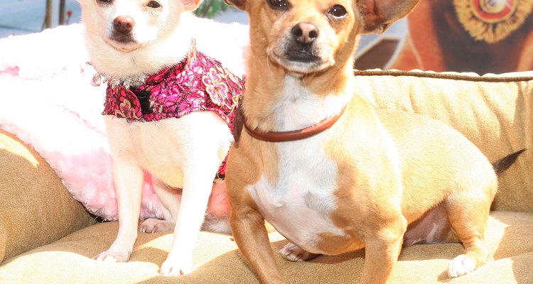 Chloe y Papi en la premier de la cinta "Un chihuahua de Beverly Hills"."