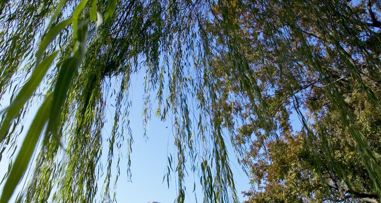 Weeping willow trees are suscptible to infestations of aphids.
