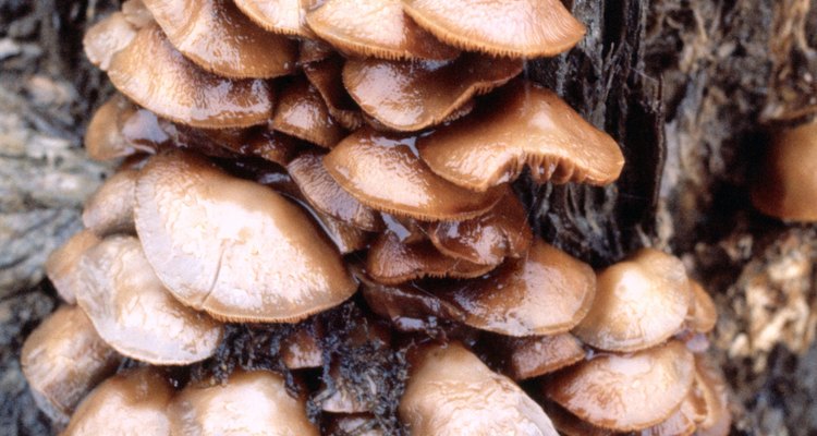 Los hongos pueden ser de cualquier forma y crecen en cualquier lugar, incluso en los árboles.