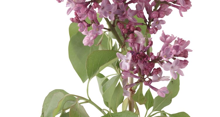 Healthy lilac leaves are unfurled and flat.