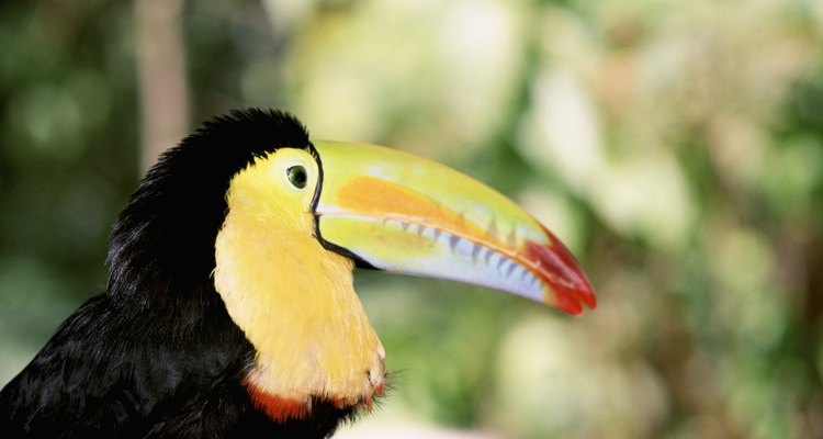 O colorido tucano se alimenta de cobras com frequência