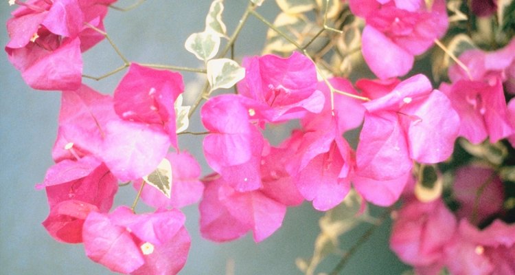 Las flores de la Bougainvillea vienen con un nuevo crecimiento.