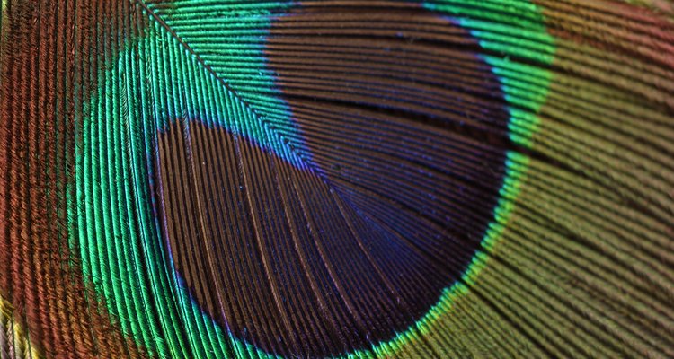 Feathers make an affordable and luxurious addition to your wardrobe.