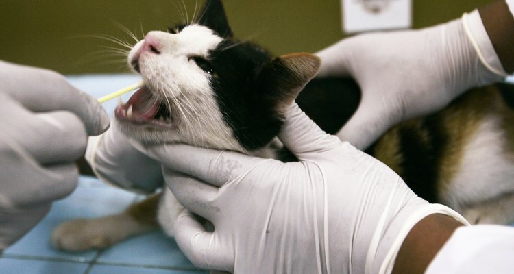 Os gatos expostos a certos produtos químicos tóxicos adoecem gravemente
