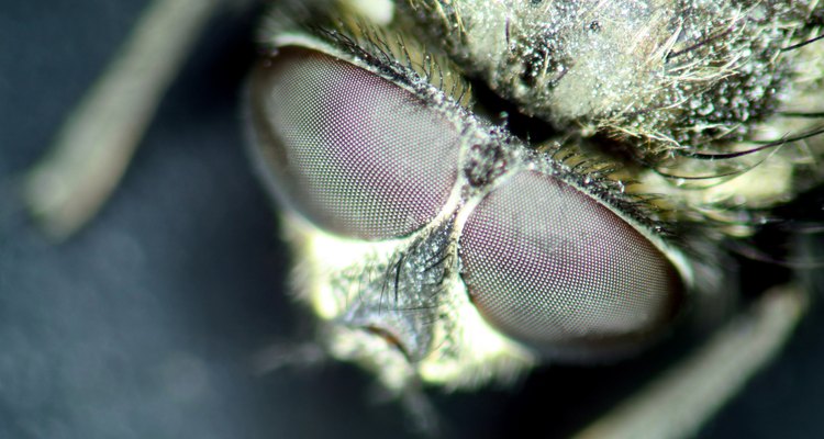 Larvas de moscas são pequenas e brancas que podem rastejar pela residência