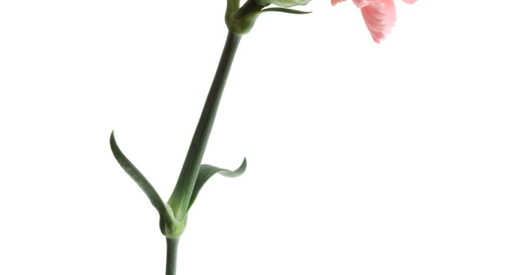 Los claveles barbatus son las especies conocidas para los jardineros como sweet William.