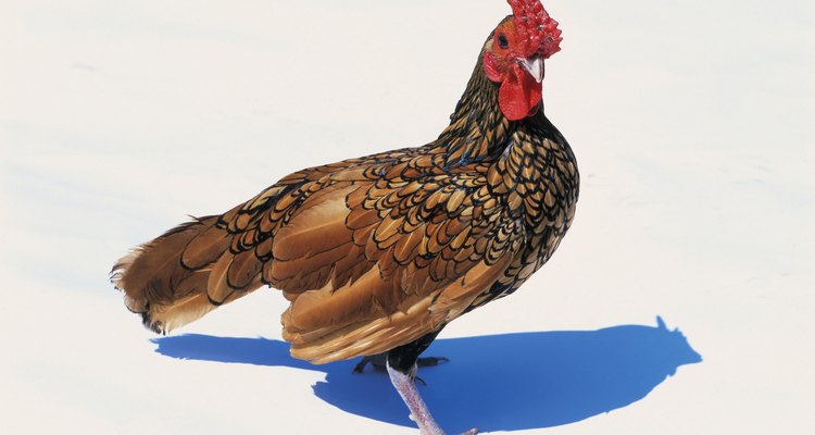 Las gallinas con lóbulo de oreja rojo produce huevos marrón.