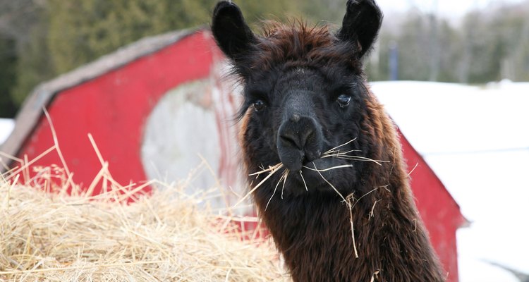 Lã de alpaca é macia e durável para os itens feitos à mão