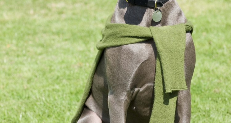 Dog sweaters are great for cold winter nights.