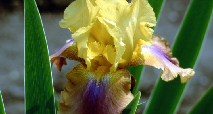 What Flowers Grow In Silt Soil