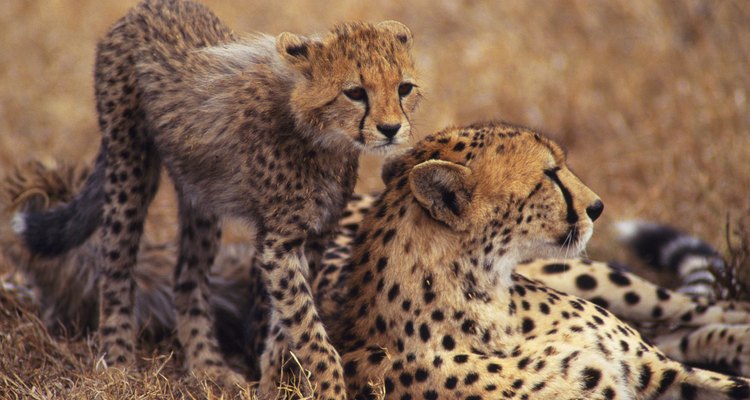 Filhote de guepardo escondendo-se atrás da mãe