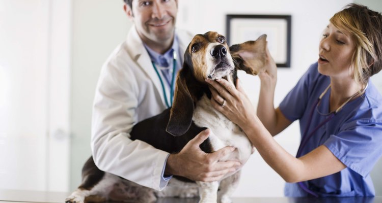 Um veterinário pode ajudar a retirar o inseto do ouvido do seu cão