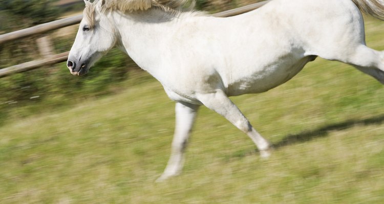 Cuide do seu cavalo para que a distensão muscular não se torne um problema mais sério