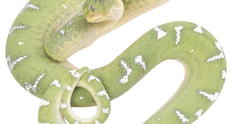 Las serpientes de selva frecuentemente tienen un color verde para mezclarse con el ambiente.