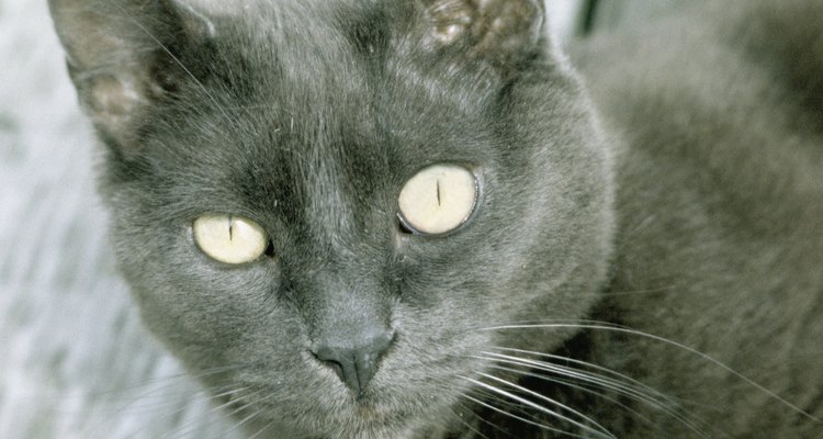 Las personalidades de los gatos grises varían de gato a gato.