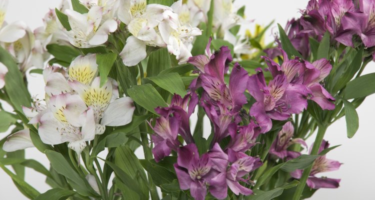 Peruvian lilies are beautiful, but they can harm your cat.