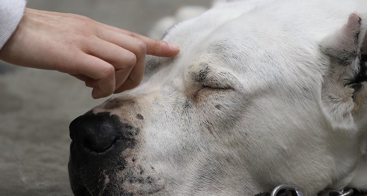 Dogo argentino relajado.