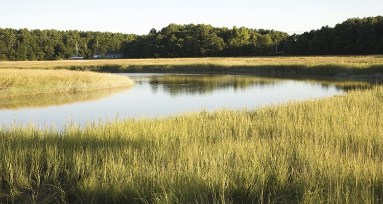 Las hierbas de las marismas y estuarios son el hábitat de peces y aves menores.