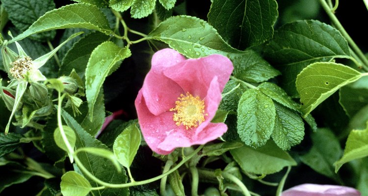 La rosa rugosa Henry Hudson.