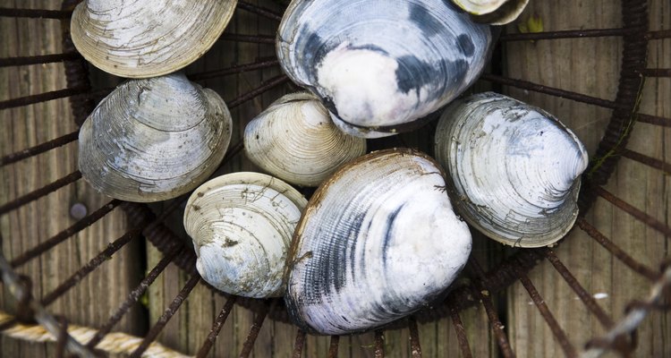 Quahogs in a basket