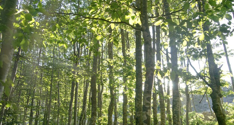 You don't need to cut the beech tree down to find its age.