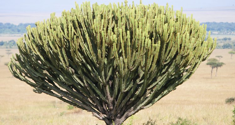 El árbol candelabro.