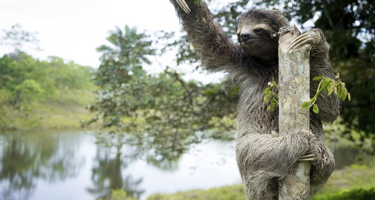 Sloths spend most of their time in trees.