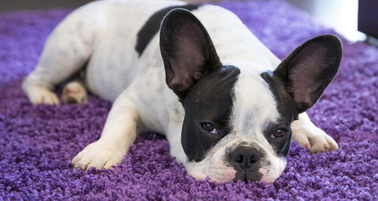 Las gotas para los oídos caninos se pueden comprar el tiendas de accesorios para mascotas.