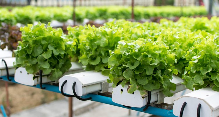 cultivation hydroponics green vegetable in farm