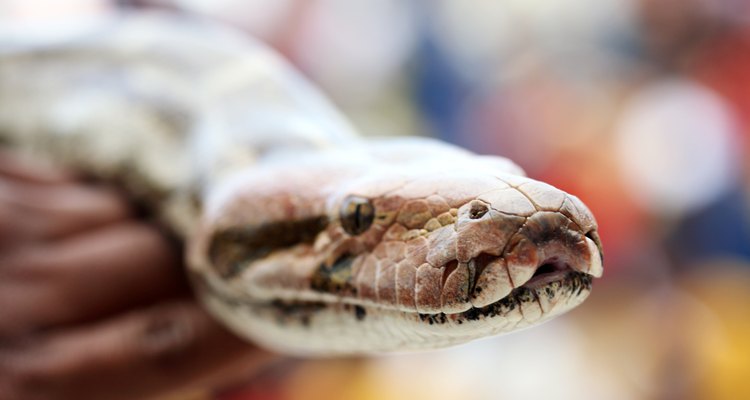 Los huevos de las serpientes pitón deben mantenerse a 32,2 ºC en altos niveles de humedad.