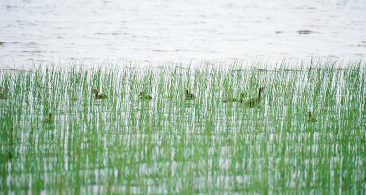 Aves outras criaturas podem ser encontrados em lagos e pântanos