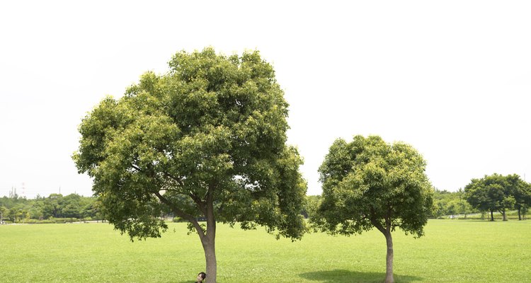 Plantar um bosque pode fornecer reclusão