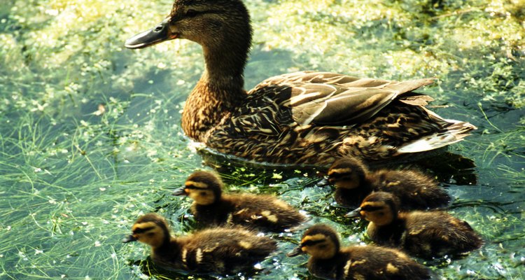 Los patitos recién nacidos no necesitan comida o agua durante las primeras 72 horas.