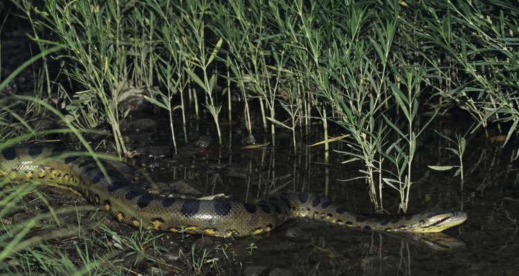 Las anacondas usan camuflaje para engañar a sus presas.