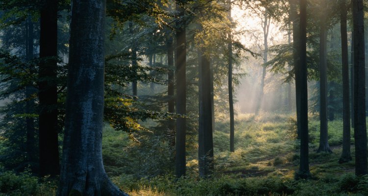 El bosque es un paraíso para los amantes del aire libre, atravesado por senderos y arroyos trucheros.