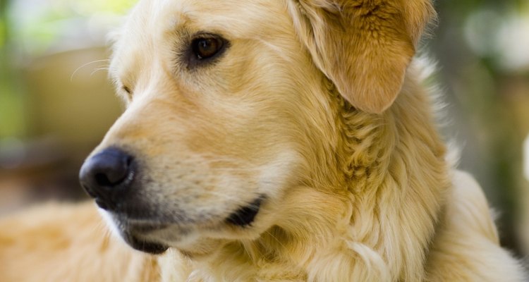 Los perros pueden sufrir algunas heridas menores que puedes curar con primeros auxilios y cuidados posteriores.