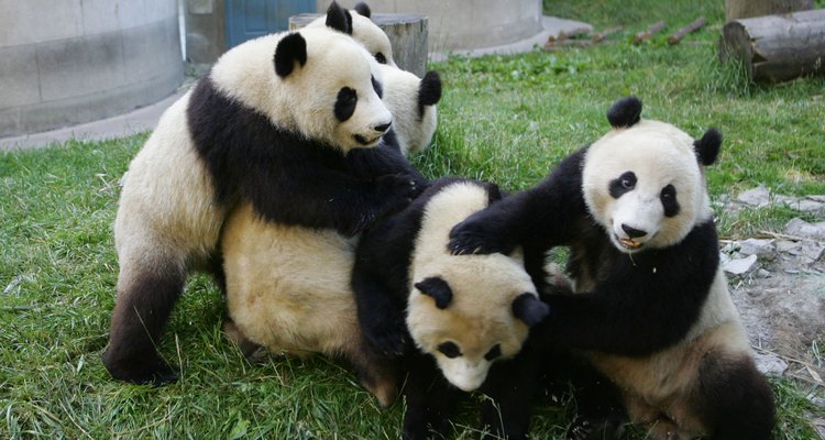 Pandas juegan en el Centro de Investigación y Protección de Wolong, en China.