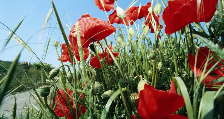La amapolas plantas resistentes y comúnmente crecen en jardines alrededor del mundo.
