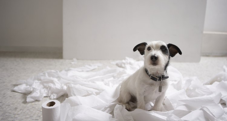 Evita daños, manchas y decoloración de las superficies de los pisos limpiando inmediatamente los accidentes de tu perro.