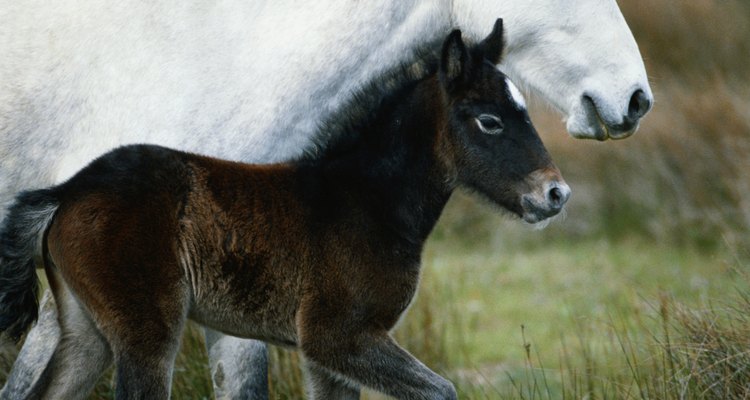 Foals rarely exhibit symptoms of stringhalt.