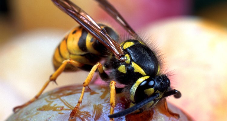 A diferencia de las abejas, las avispas no dejan los aguijones en sus víctimas.