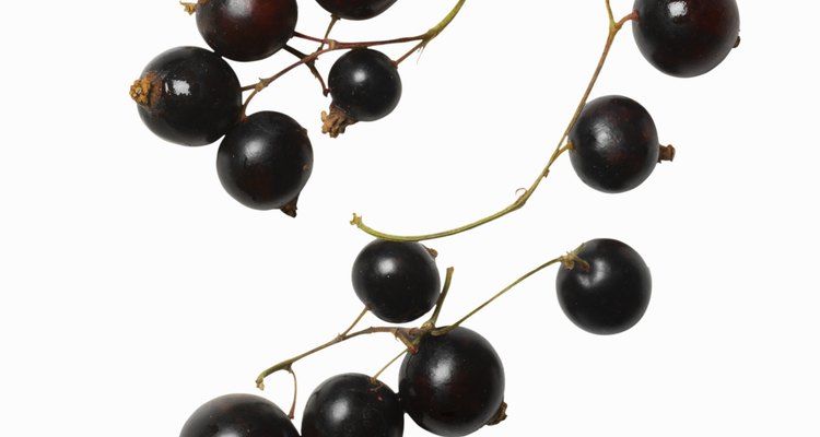 Close-up of a bunch of blackcurrants