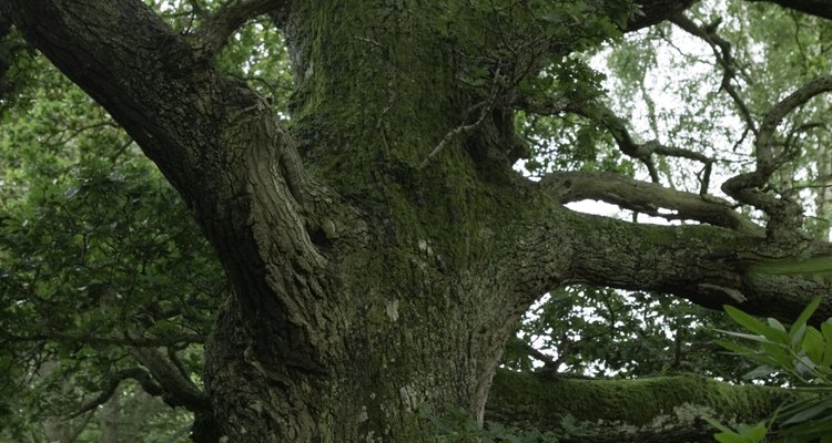 Los árboles de roble tienen troncos gruesos y ramas pesadas.